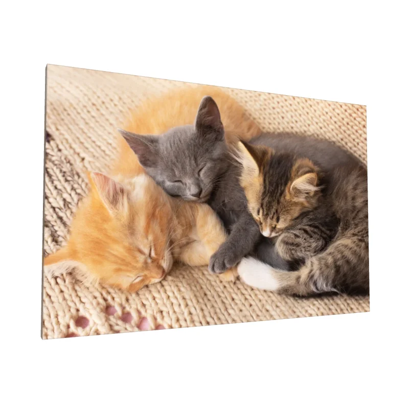 Tablou canvas: Pisici Adormite pe Pătură Tricotată - Image 1