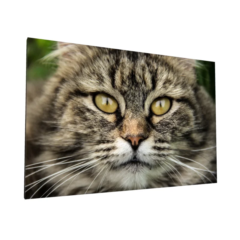 Tablou canvas: Portret Detaliat de Pisică Cu Blană Moale - Image 1