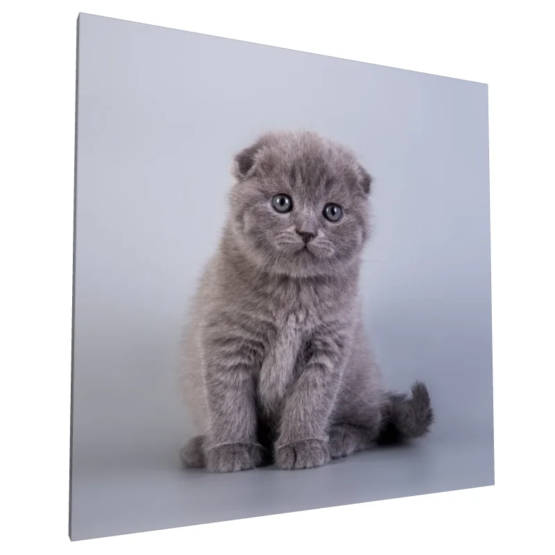 Tablou canvas: Pisoi Gri pe Fundal Albastru Pal - Image 1