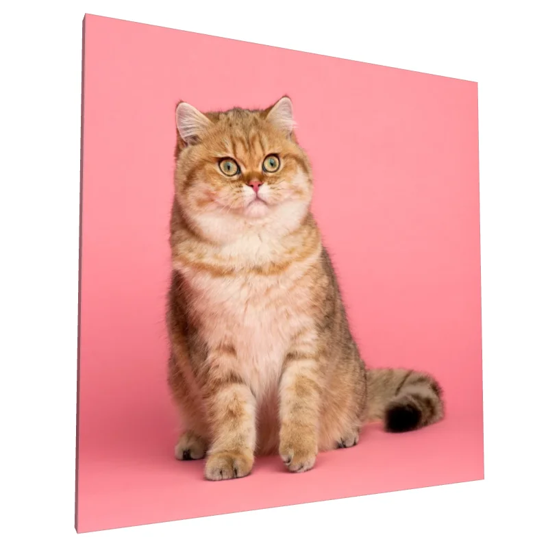 Tablou canvas: Pisică British Shorthair pe Fundal Roz - Image 1