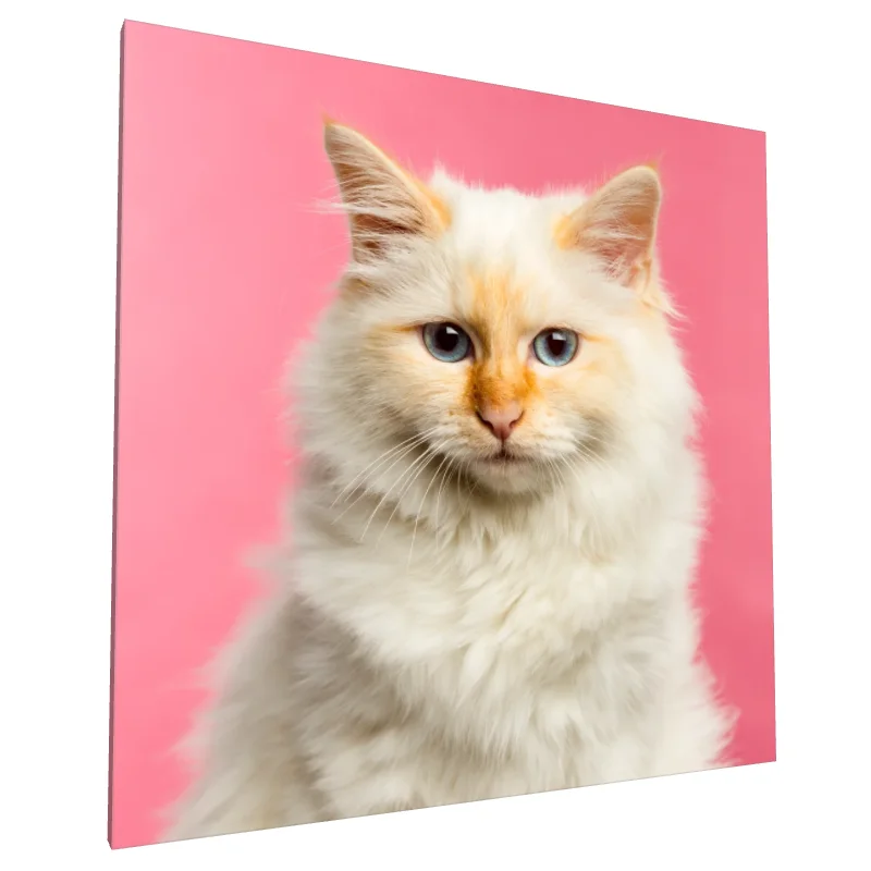 Tablou canvas: Portret Pisică cu Blană Pufoasă pe Fundal Roz