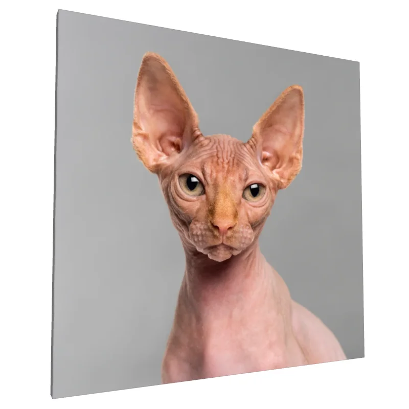 Tablou canvas: Portret Pisică Sphynx pe Fundal Gri - Image 1