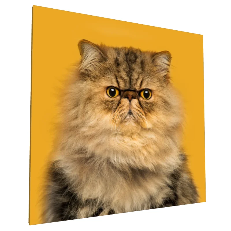 Tablou canvas: Portret Pisică Persană cu Fundal Galben - Image 1