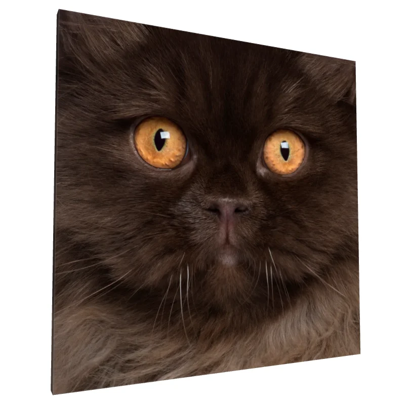 Tablou canvas: Portret Pisică cu Ochi Portocalii - Image 1