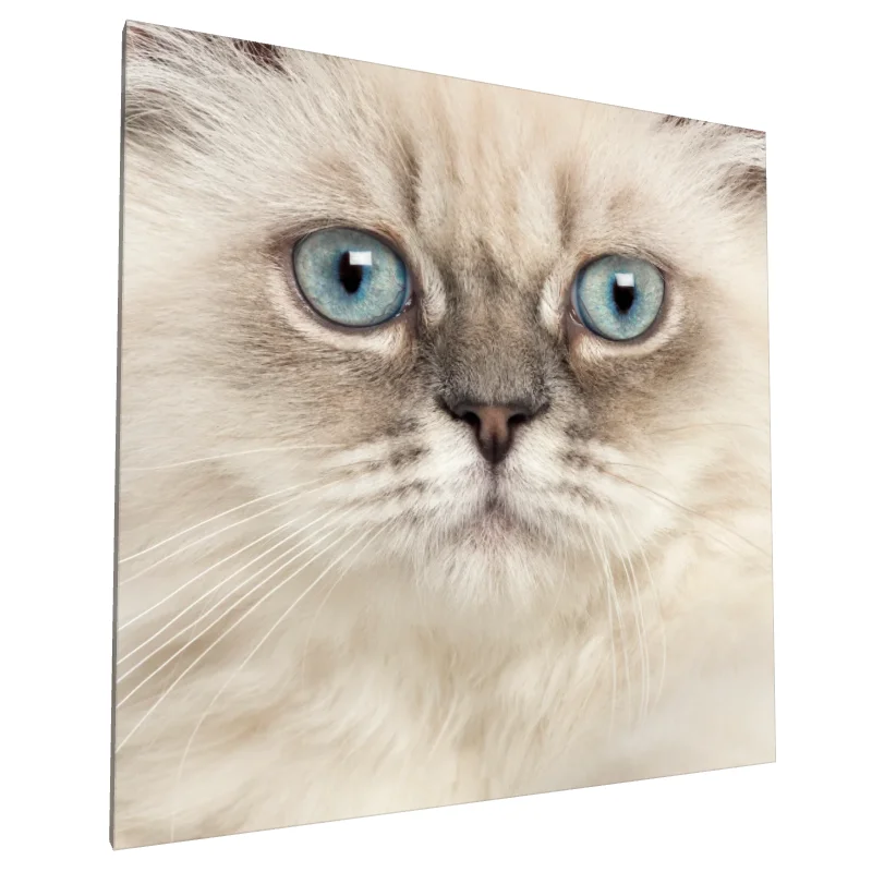 Tablou canvas: Portret Pisică cu Ochi Albaștri (2) - Image 1