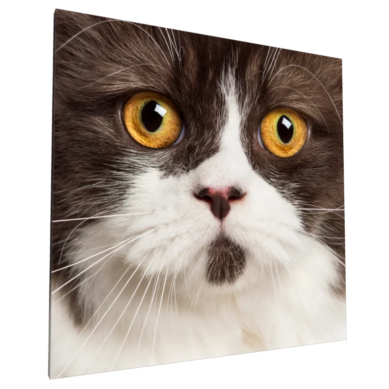 Tablou canvas: Portret Pisică cu Ochi Aurii 3