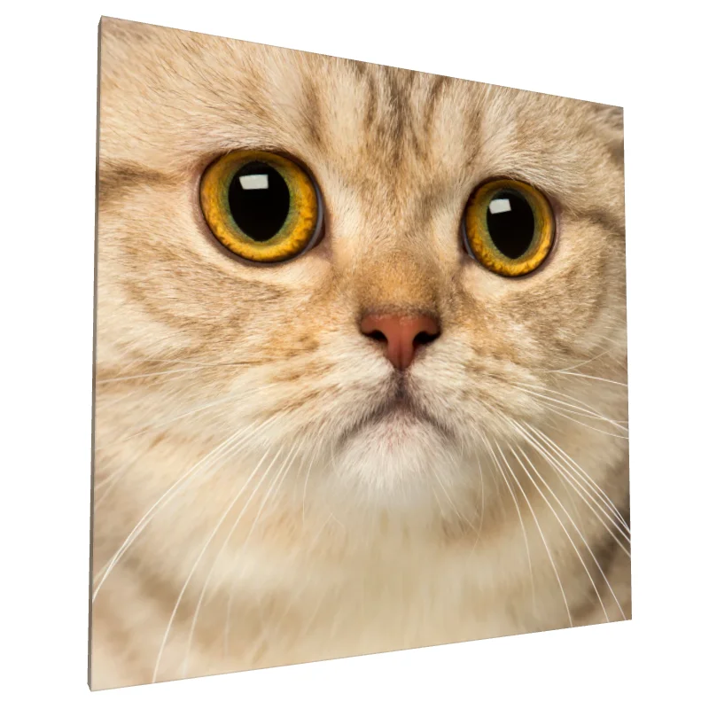 Tablou canvas: Portret Pisică cu Ochi Aurii 4