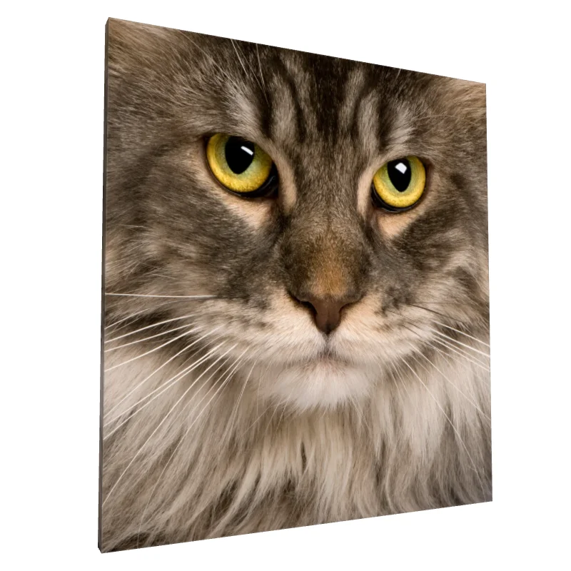 Tablou canvas: Portret de Pisică cu Privire Intensă