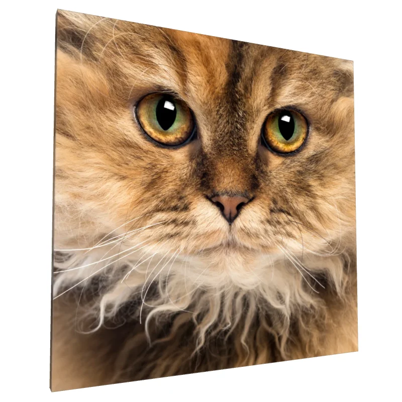 Tablou canvas: Portret Pisică cu Blană Pufoasă (2)