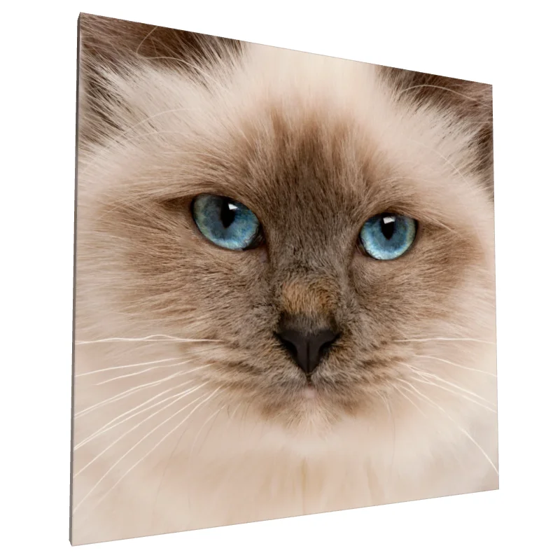 Tablou canvas: Portret Pisică cu Ochi Albaștri Intensi (2) - Image 1