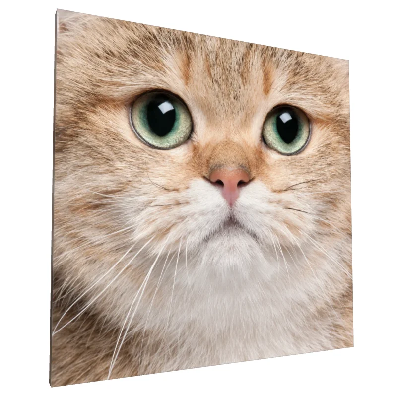 Tablou canvas: Portret Pisică cu Privire Intensă - Image 1