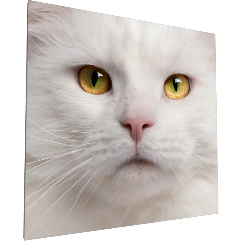 Tablou canvas: Portret Pisică Albă cu Ochi Aurii (2)