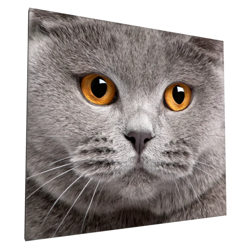 Tablou canvas: Portret Pisică cu Ochi Aurii 5 - Image 1