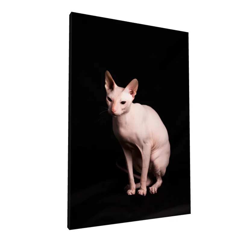 Tablou canvas: Portret Pisică Sphynx pe Fundal Negru - Image 1