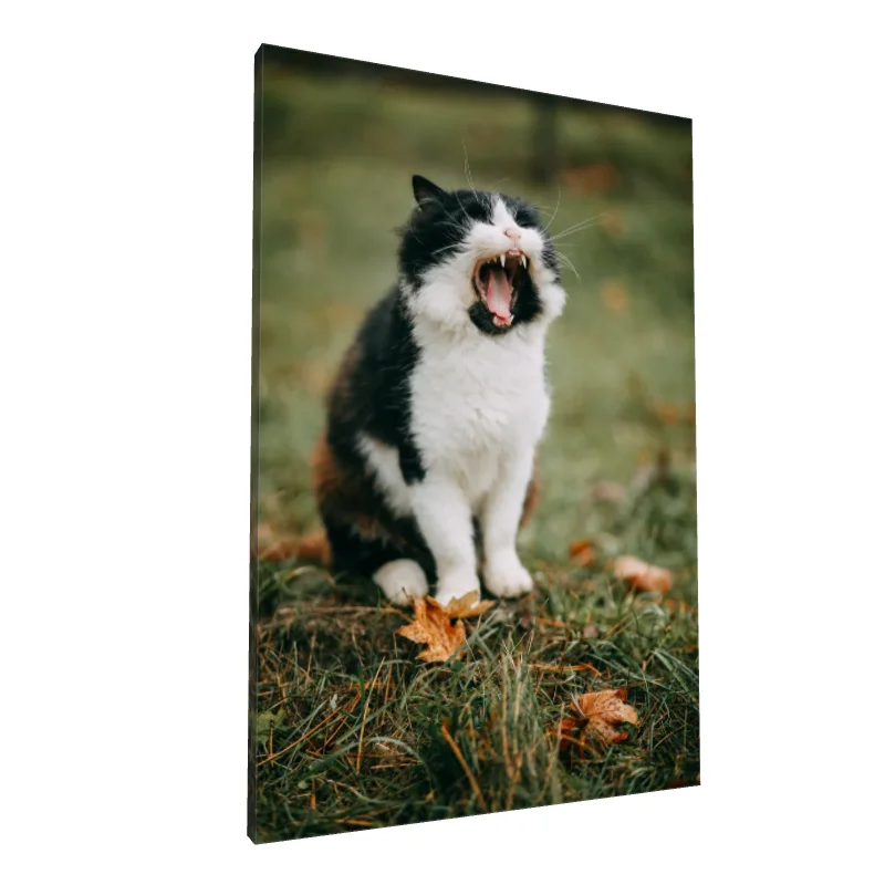 Tablou canvas: Pisică Alb-Negru Căscând în Natură - Image 1