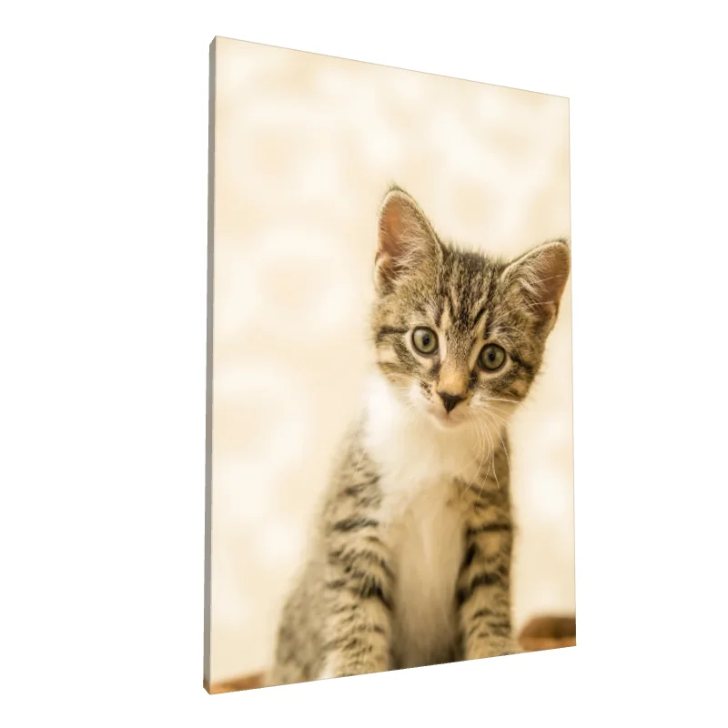 Tablou canvas: Portret Pisoi în Fundal Bej