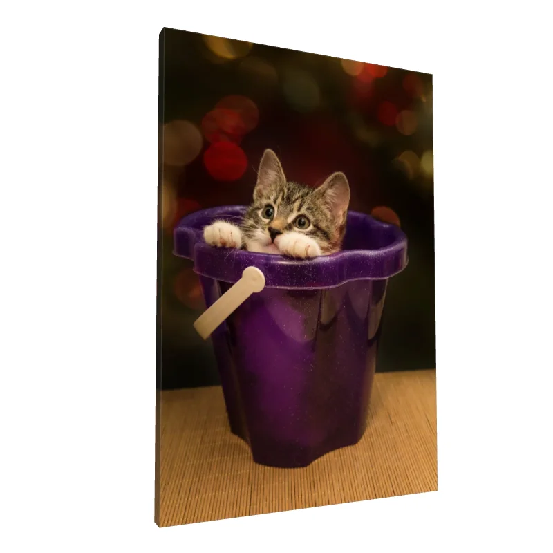 Tablou canvas: Pisică Jucăușă în Găleată Mov - Image 1