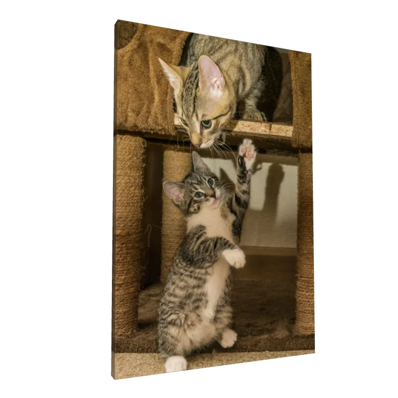 Tablou canvas: Pisici Jucăușe în Culcuș - Image 1