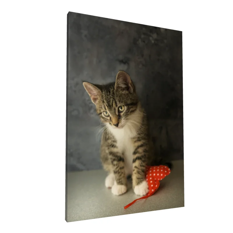 Tablou canvas: Pisoi Jucăuș cu Fundal Gri