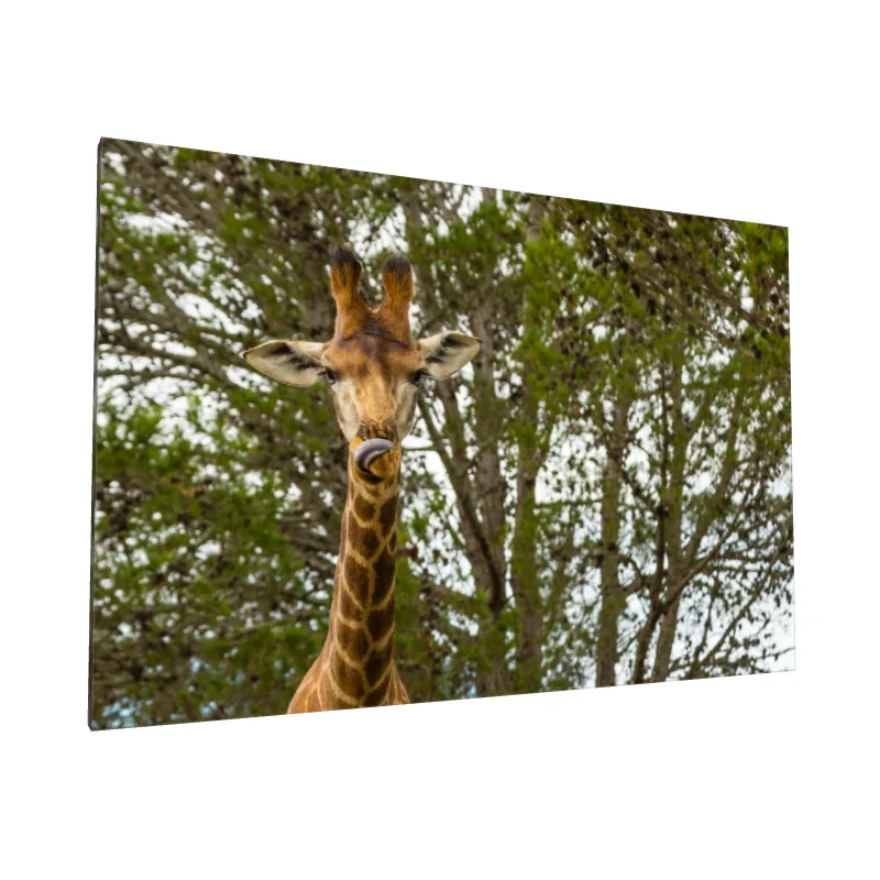 Tablou canvas: Girafă în Natură cu Limbă Întinsă - Image 1
