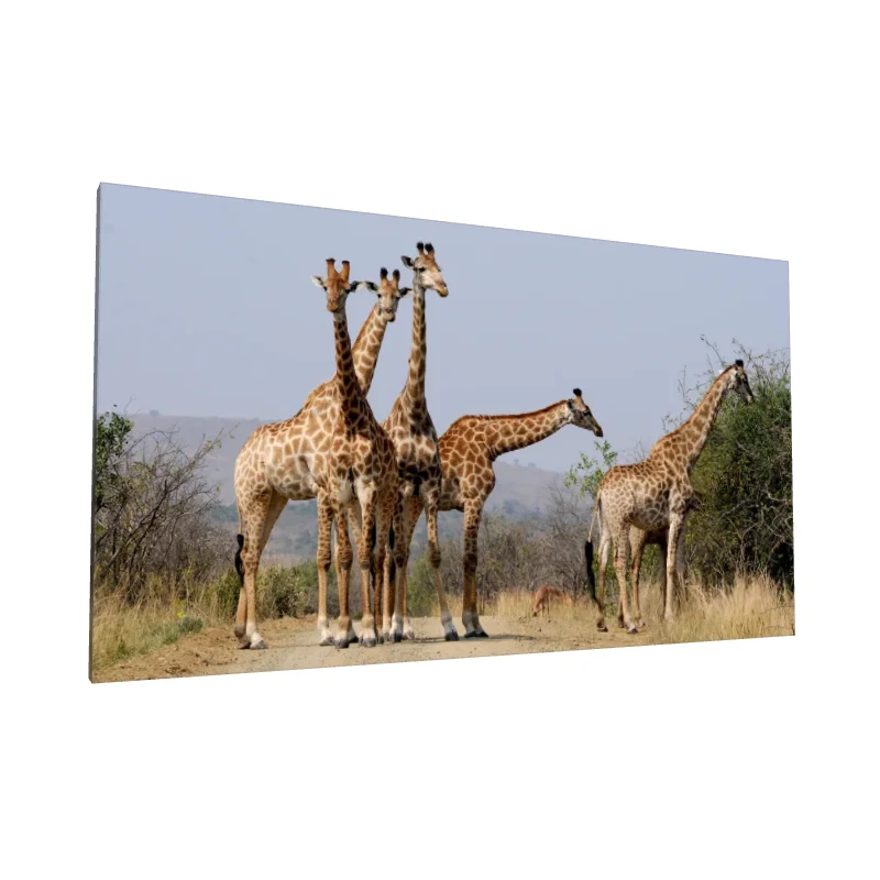 Tablou canvas: Girafe în Peisaj African Sălbatic - Image 1