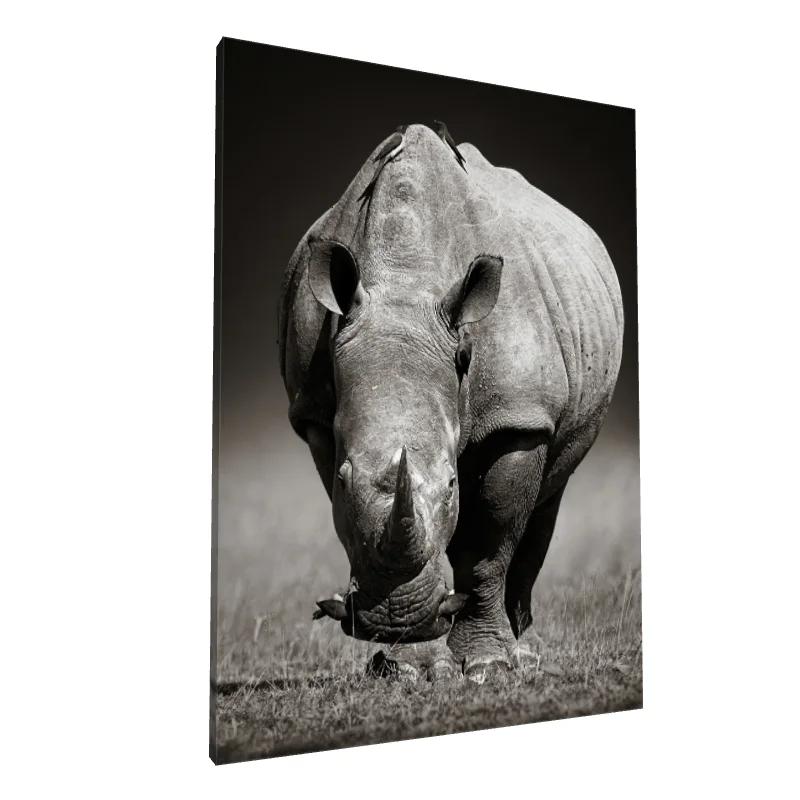 Tablou canvas: Rinocer Monocrom cu Păsări