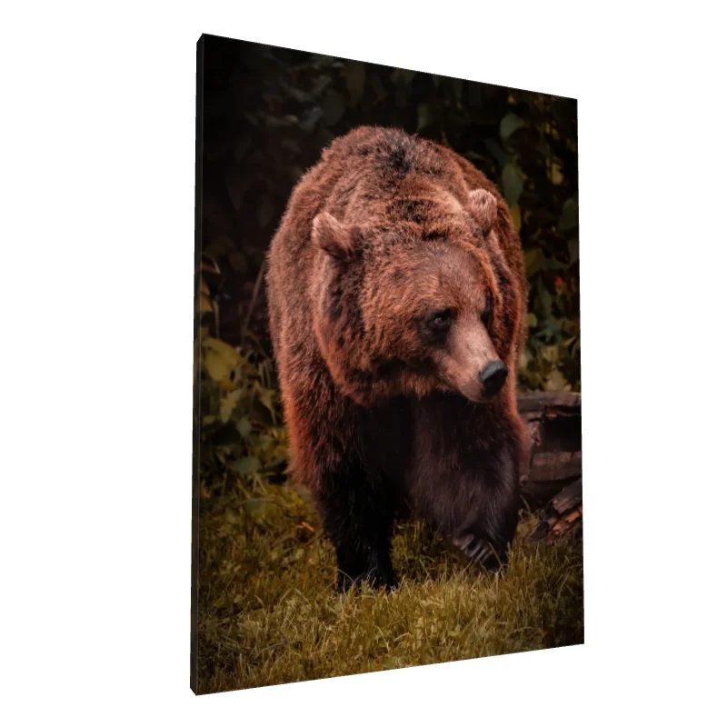Tablou canvas: Urs Brun în Mediul Natural - Image 1