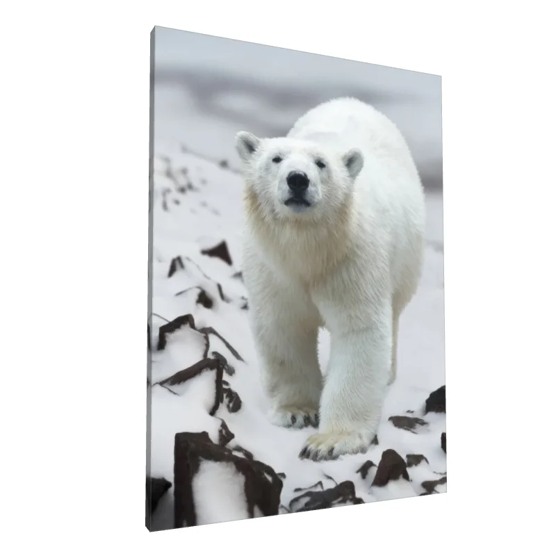 Tablou canvas: Urs Polar în Peisaj Arctic - Image 1