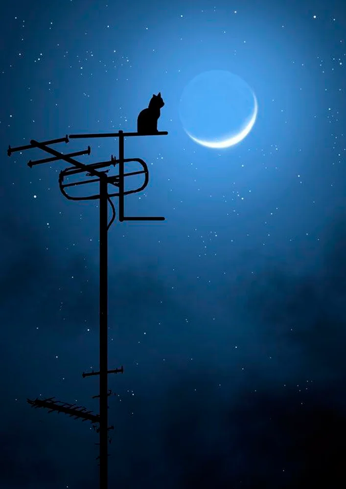 Tablou canvas: Pisică Siluetă la Lună Nouă - Thumbnail 2