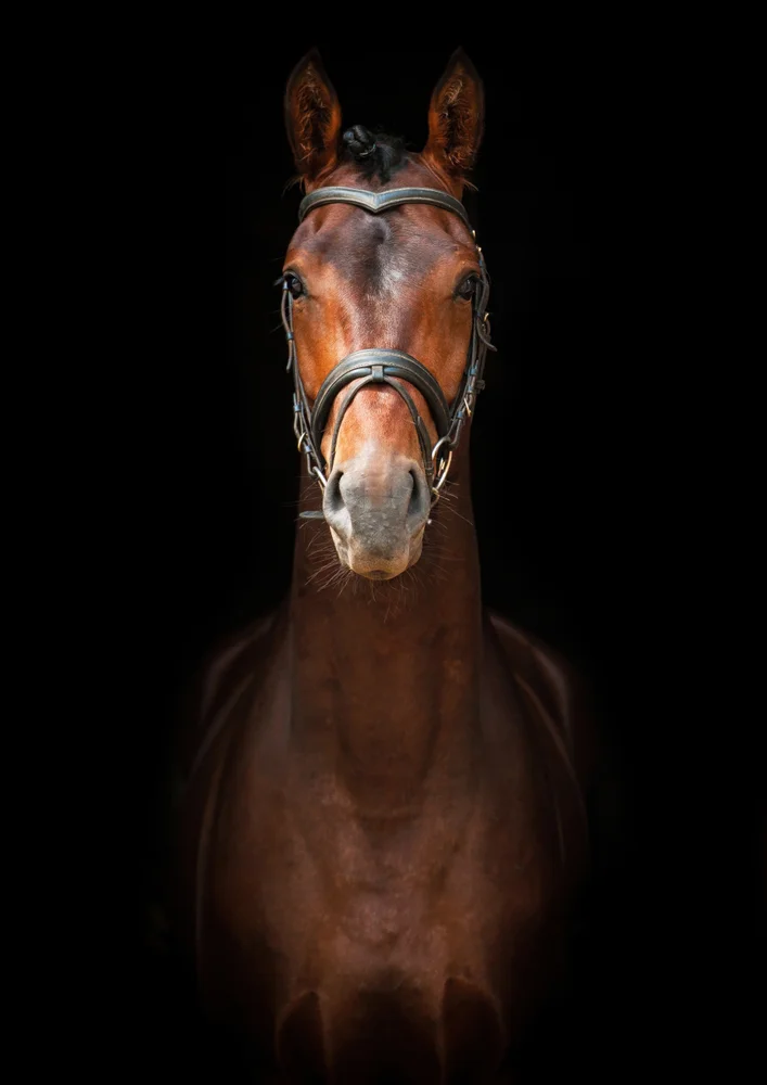 Tablou canvas: Portret Realist de Cal pe Fundal Negru - Thumbnail 2