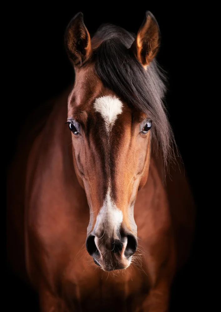 Tablou canvas: Portret Realist de Cal pe Fundal Negru (2) - Thumbnail 2