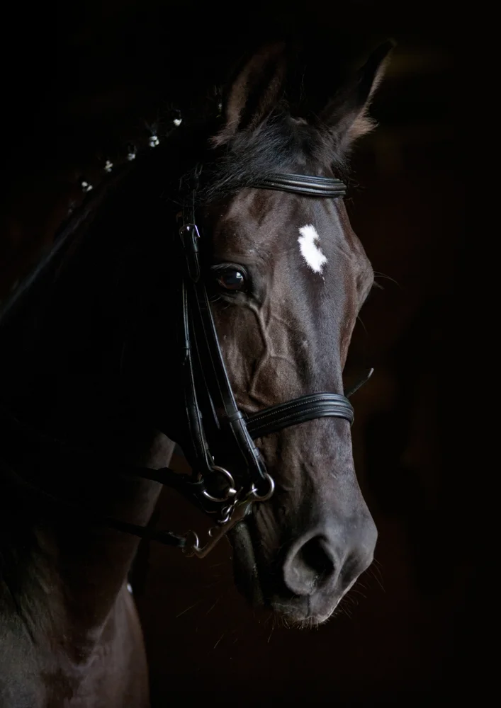 Tablou canvas: Portret de Cal în Lumină și Umbre - Thumbnail 2