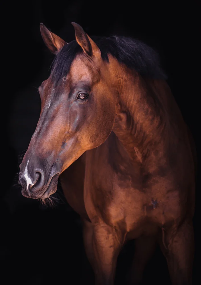 Tablou canvas: Portret Realist de Cal pe Fundal Negru 2 - Thumbnail 2