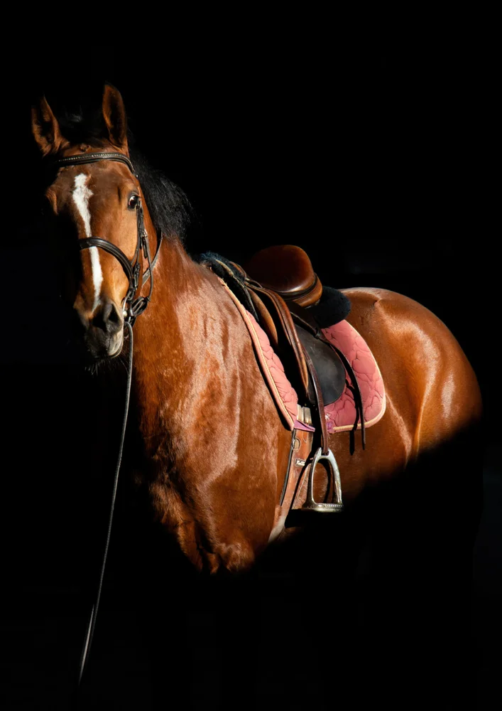 Tablou canvas: Portret de Cal Maro în Contrast Întunecat - Thumbnail 2