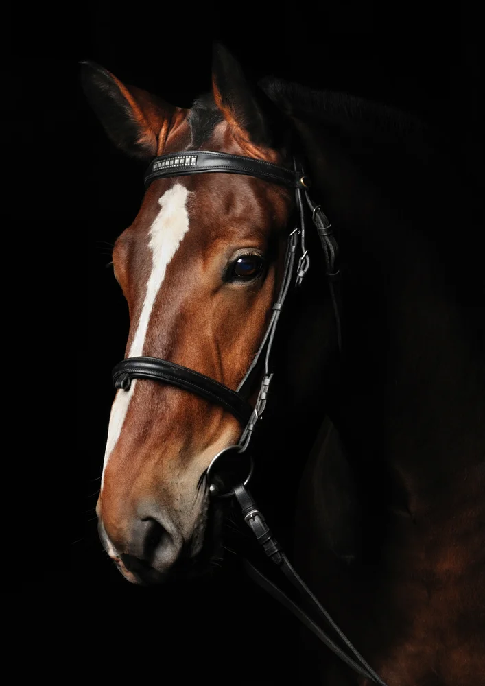 Tablou canvas: Portret Realist de Cal pe Fundal Negru 3 - Thumbnail 2