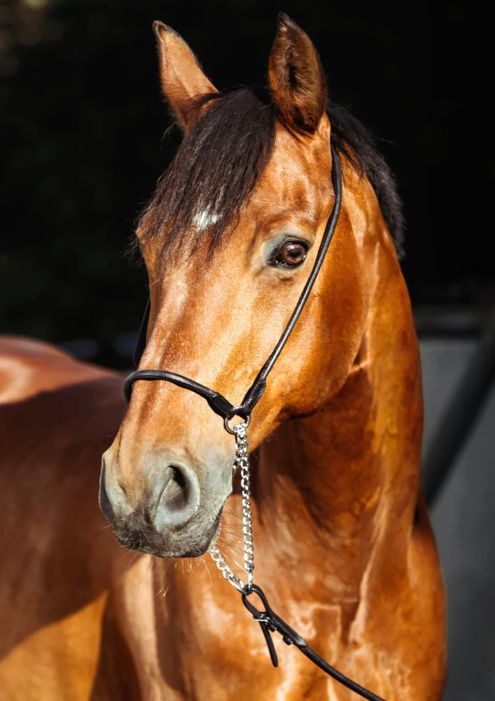 Tablou canvas: Portret Realist de Cal Maro - Thumbnail 2