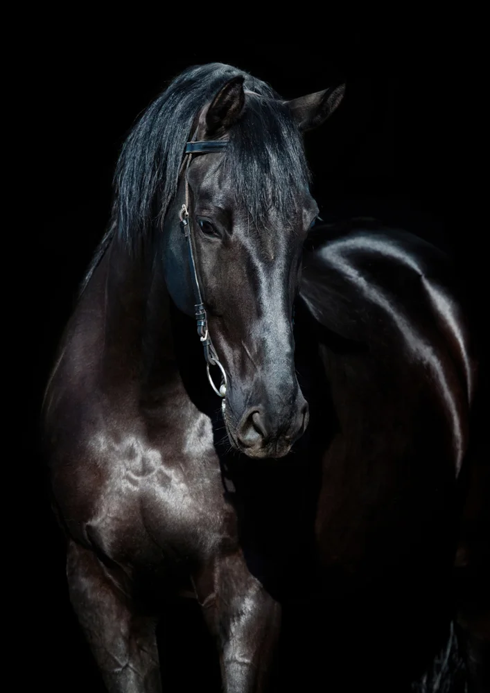 Tablou canvas: Portret Realist de Cal Negru - Thumbnail 2