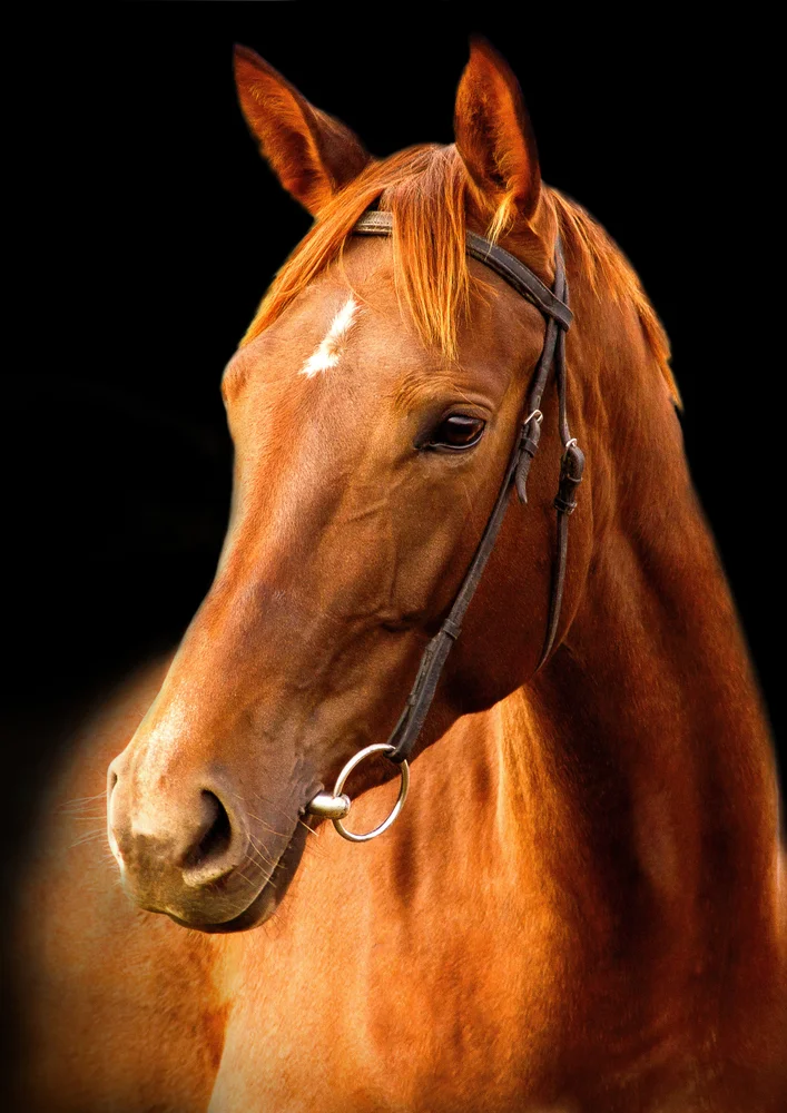 Tablou canvas: Portret Realist de Cal pe Fundal Negru 4 - Thumbnail 2