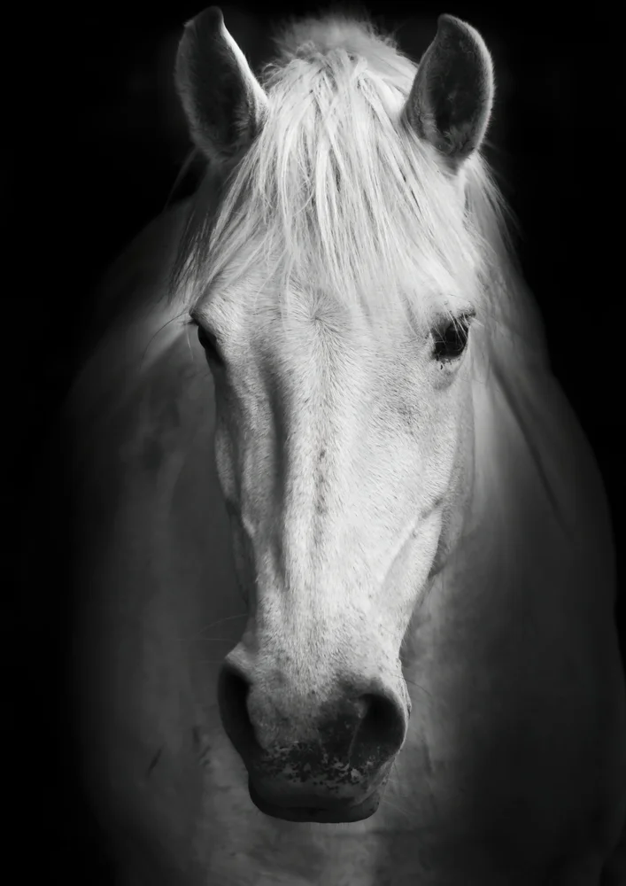 Tablou canvas: Portret de Cal Alb în Stil Realist - Thumbnail 2