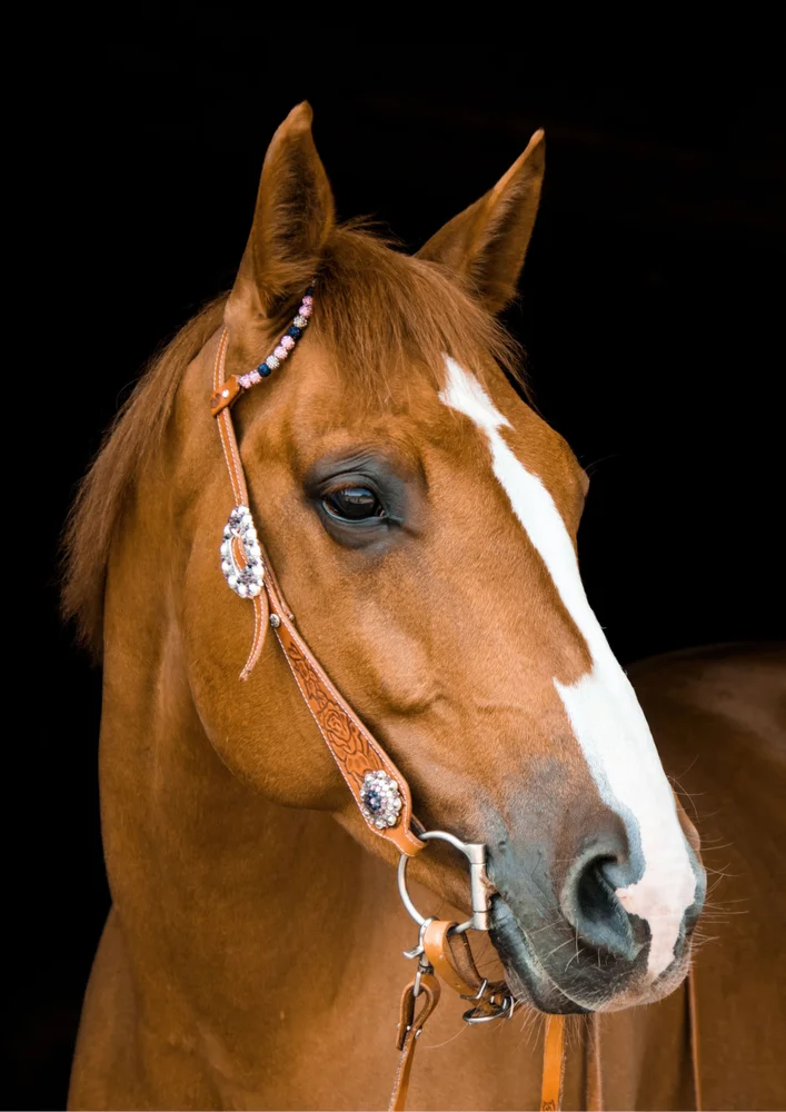 Tablou canvas: Portret Cal cu Ham Decorativ - Thumbnail 2