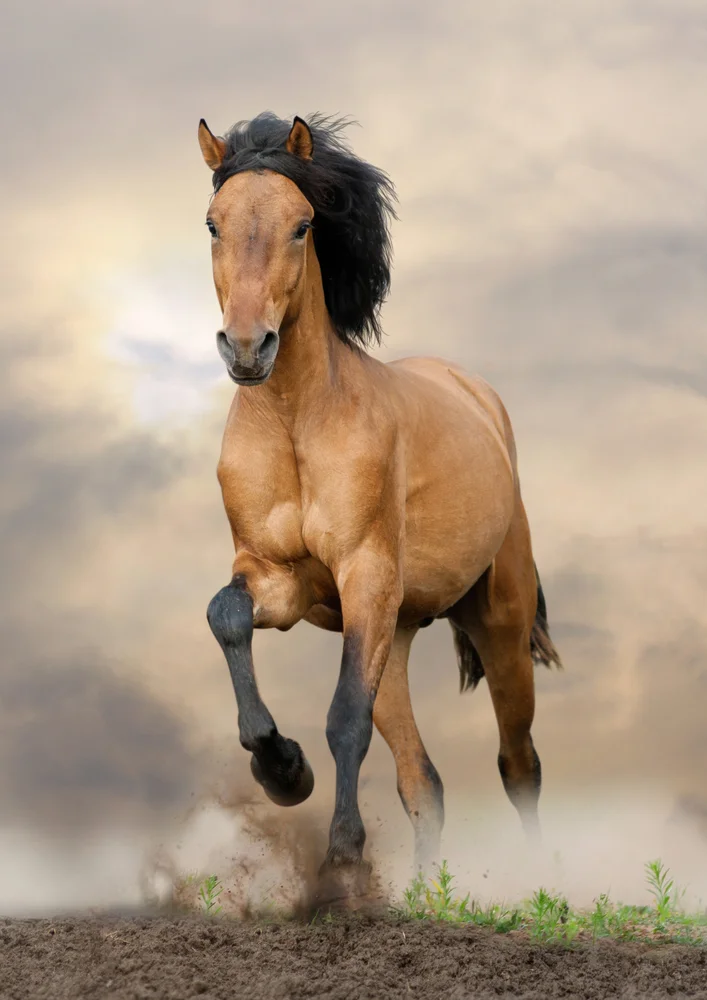 Tablou canvas: Cal În Galop pe Fundal de Cer Noros - Thumbnail 2