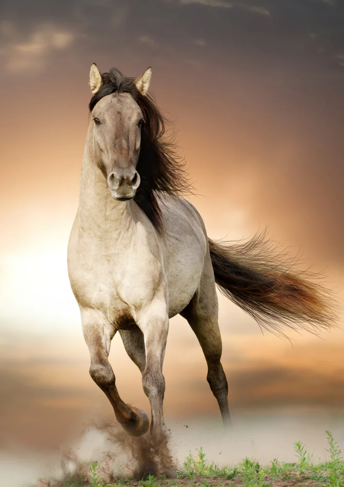 Tablou canvas: Cal în Galop la Apus - Thumbnail 2