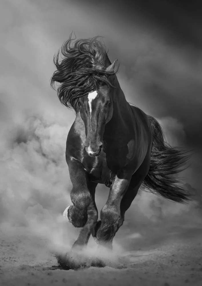 Tablou canvas: Cal Negru în Alergare Prin Nisip - Thumbnail 2