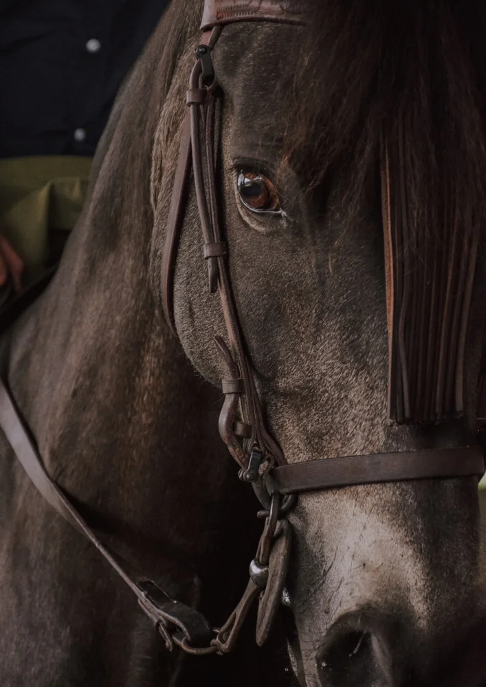 Tablou canvas: Portret Cal în Detaliu - Thumbnail 2