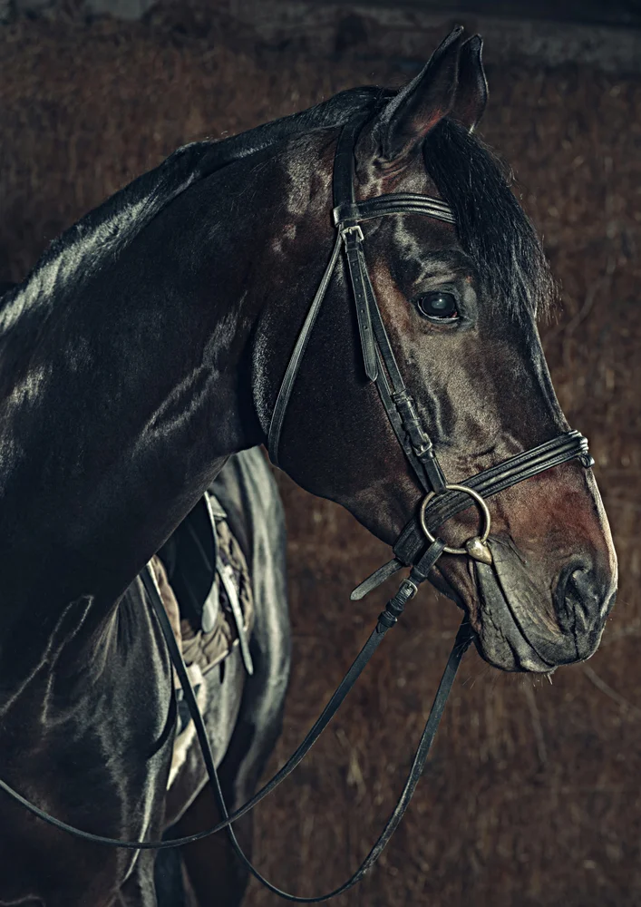 Tablou canvas: Portret Realist de Cal în Profil - Thumbnail 2