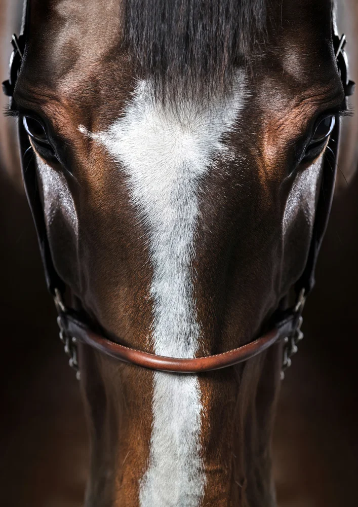 Tablou canvas: Portret Realist de Cal cu Detalii Fină - Thumbnail 2