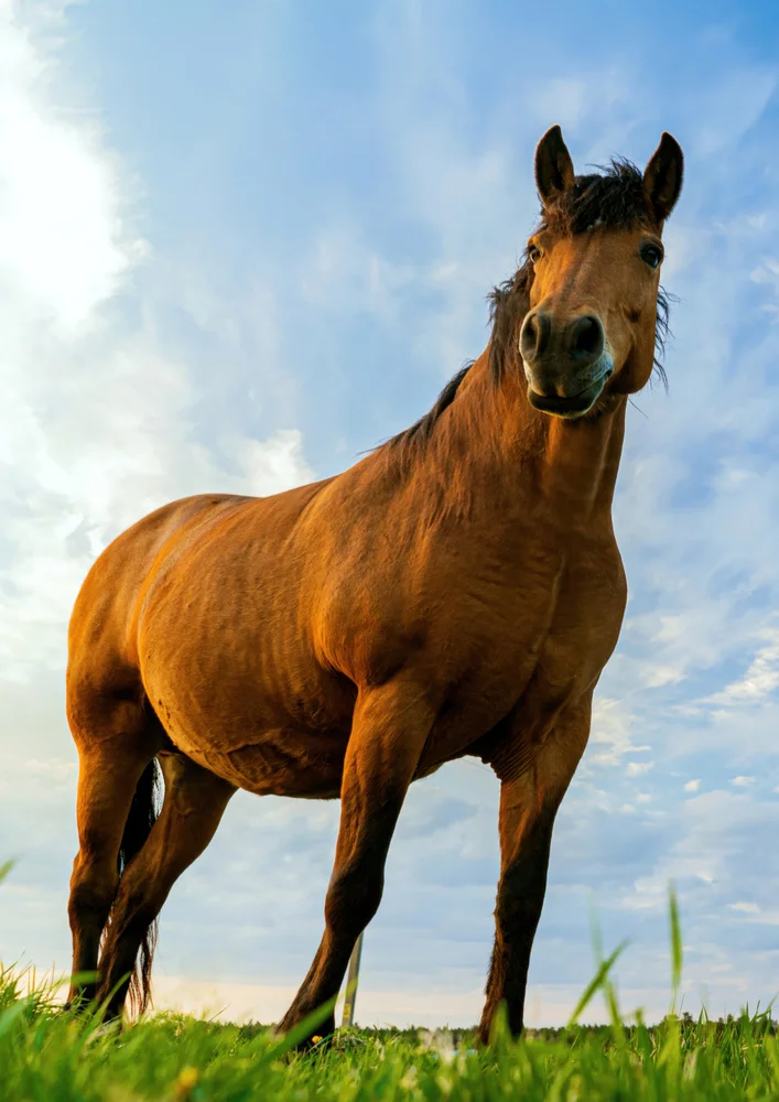 Tablou canvas: Cal Majestuos în Peisaj Rural - Thumbnail 2