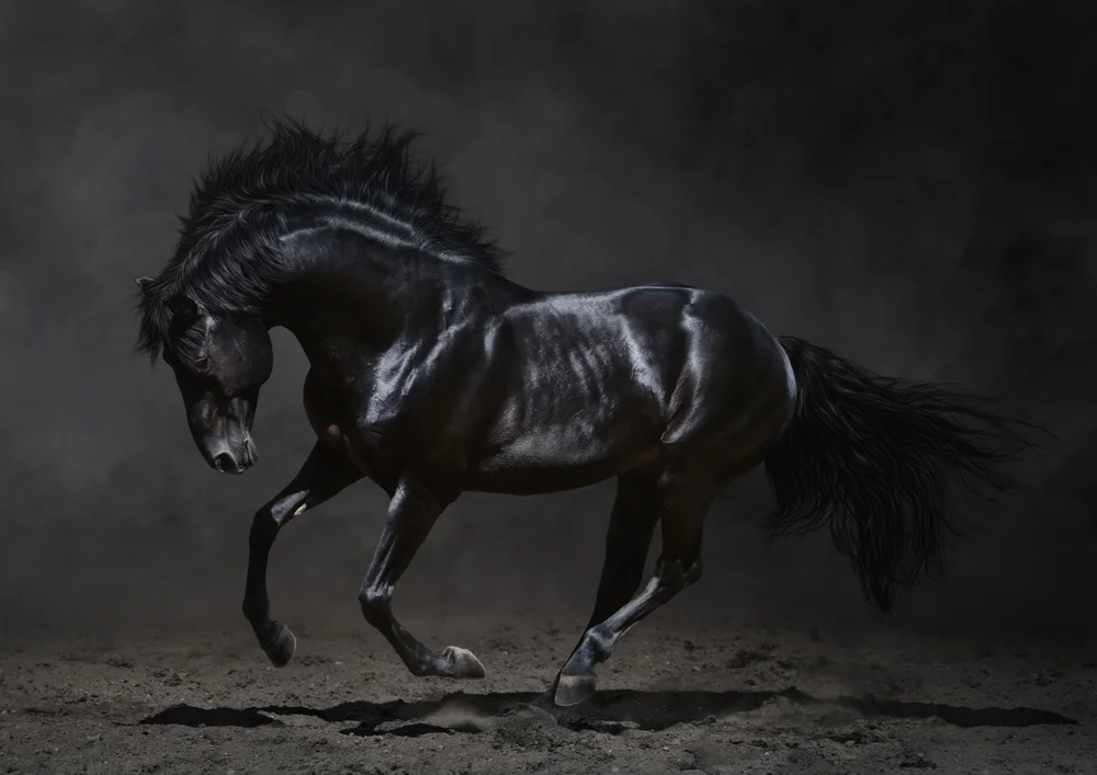 Tablou canvas: Cal Negru în Mișcare Dinamică - Thumbnail 2