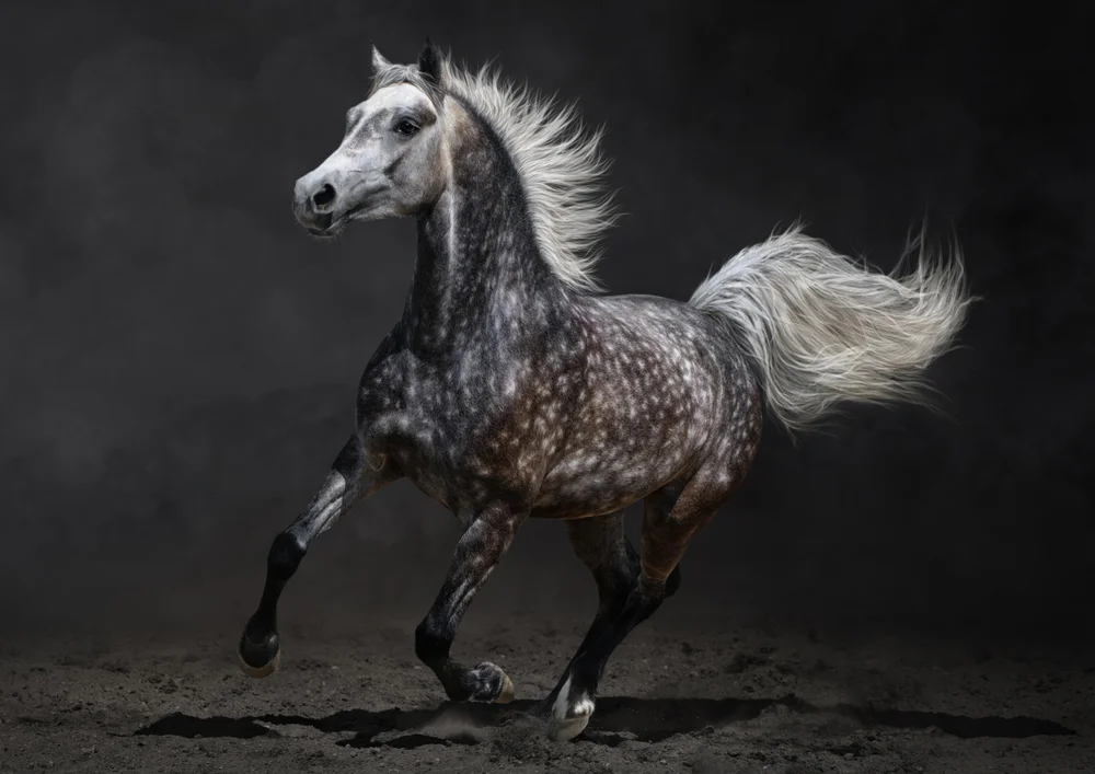 Tablou canvas: Cal În Galop pe Fundal Întunecat - Thumbnail 2