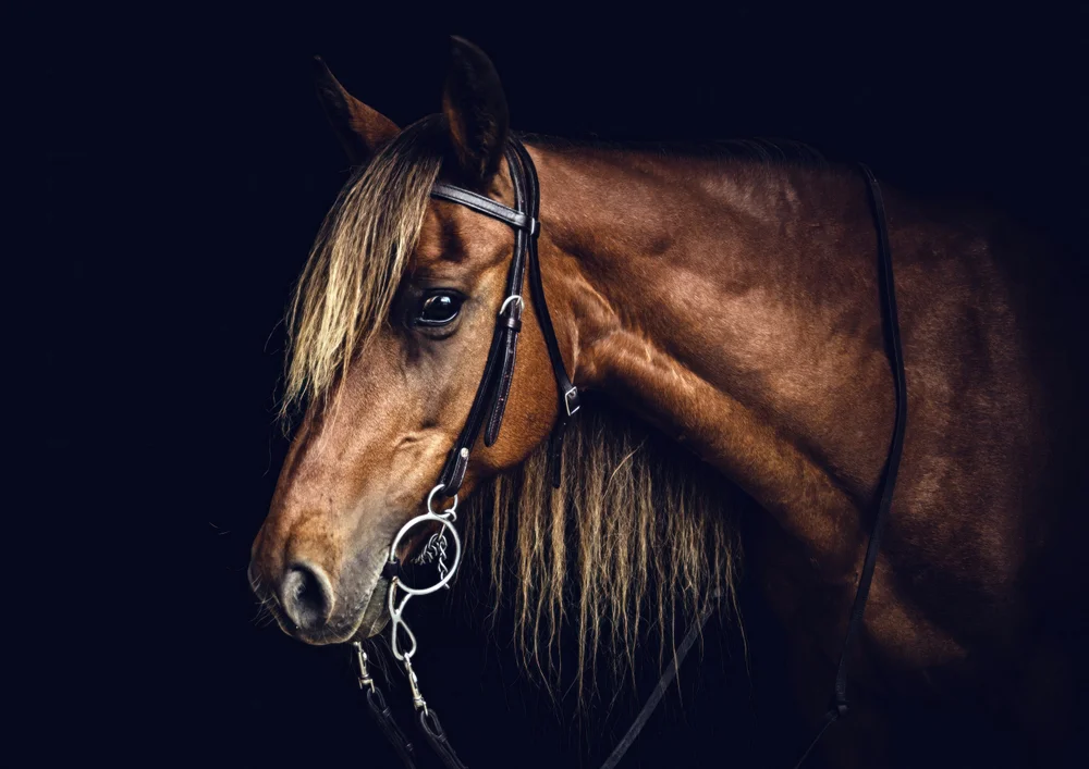 Tablou canvas: Portret de Cal în Iluminare Dramatică - Thumbnail 2